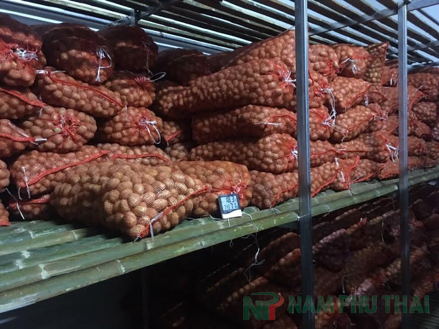 Lắp đặt kho lạnh bảo quản khoai tây giống tại Nam Định 5