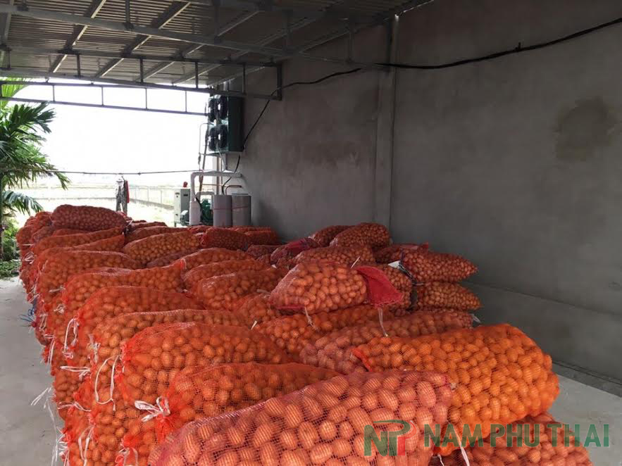 Lắp đặt kho lạnh bảo quản khoai tây giống tại Nam Định 1