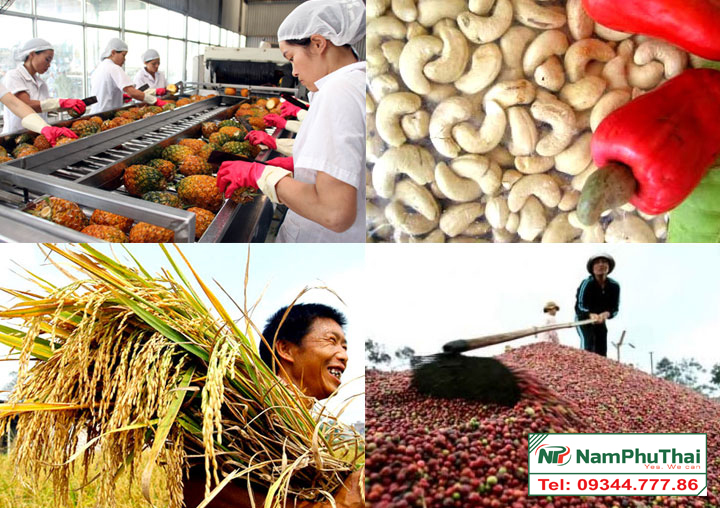 Chế biến nông sản xuất khẩu- tiềm năng phát triển kinh tế