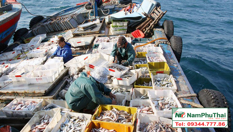 Cách bảo quản hải sản trên tàu cá đánh bắt xa bờ