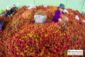 Thiết kế và lắp đặt kho lạnh bảo quản chôm chôm