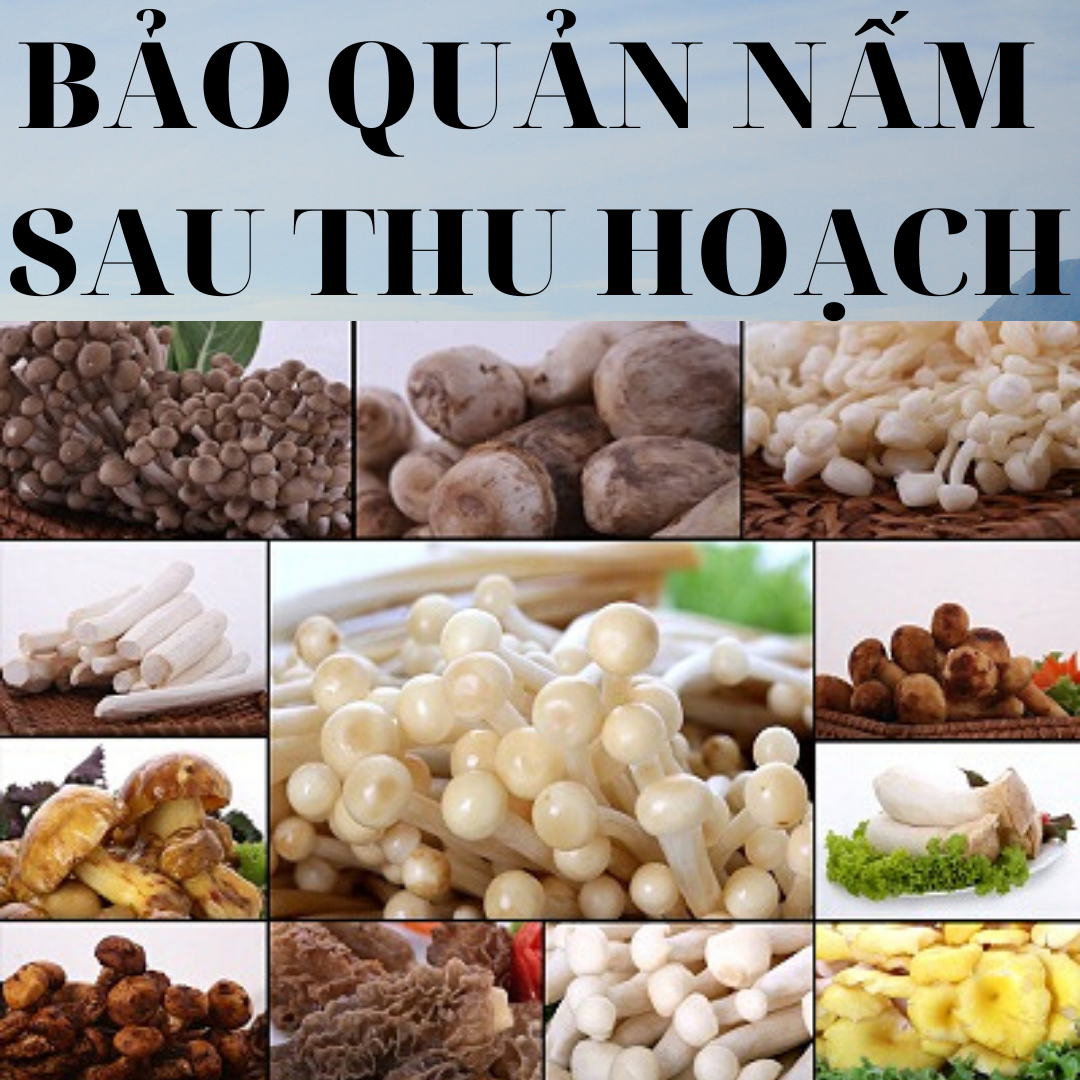 PHƯƠNG PHÁP BẢO QUẢN NẤM TƯƠI SAU THU HOẠCH