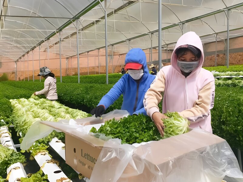 3 phương pháp bảo quản nông sản sau thu hoạch tươi lâu
